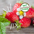 Back to The Roots Organic Strawberry Grow Kit — Grows Year Round, Includes Everything Needed for Planting