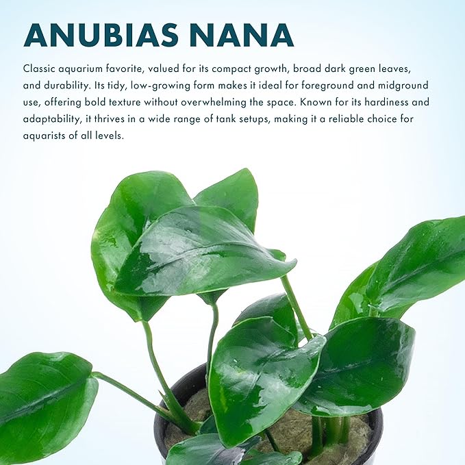 SubstrateSource Anubias Live Aquarium Plants - Potted Freshwater Plant for Fish Tanks, Terrariums - Beginner Friendly Low Light (Nana, 1 Pot)