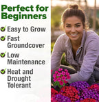 HOME GROWN Verbena Moss Seeds - 6000+ Perennial Flower Seeds for Ground Cover - Heat-Tolerant Plant Seed for Outdoor Gardening, Walkways & Erosion Control - Attracts Pollinators (Verbena Tenuisecta)