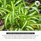 California Tropicals Bonnie Curly Spider Plant - Real Live Tropical Houseplant, Perfect for Indoor/Outdoor Home and Office Decoration, Easy Care, Perfect for Pots, Baskets or Patio - 4 Inch