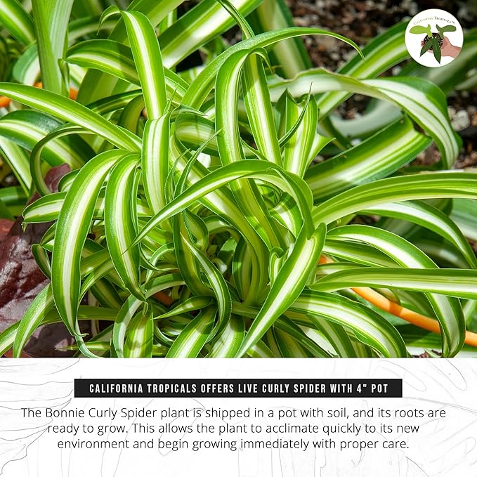 California Tropicals Bonnie Curly Spider Plant - Real Live Tropical Houseplant, Perfect for Indoor/Outdoor Home and Office Decoration, Easy Care, Perfect for Pots, Baskets or Patio - 4 Inch