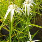 Star Grass, a Great Live Pond Plant for Your Water Garden. Filters koi and Goldfish Ponds. Good for Bogs, Plant Shelf or Shallow Water This marginal Aquatic is a Real Beauty
