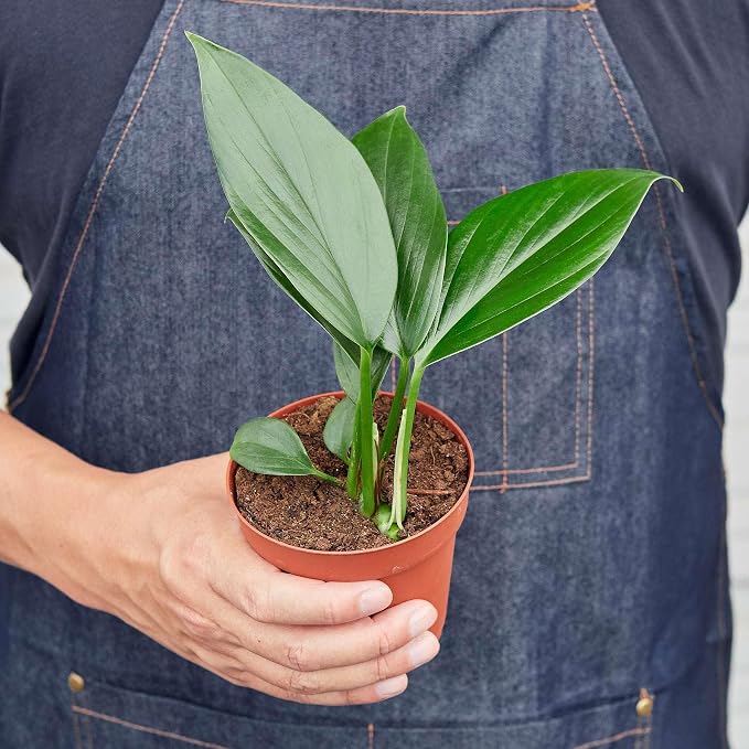 Philodendron Dragon Tail Live Plant for Indoor | Different Houseplants in 4'' & 6'' Pot | Real House Plant for Living Room, Office, Desk & Bathroom | Dragon Tail