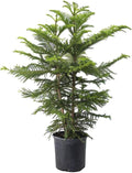 American Plant Exchange Norfolk Island Pine Tree, 10-Inch Pot, Soft Touch, Evergreen Houseplant, Live Indoor & Outdoor Plant, Holiday Tree for Festive Home Decor