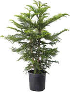 American Plant Exchange Norfolk Island Pine Tree, 10-Inch Pot, Soft Touch, Evergreen Houseplant, Live Indoor & Outdoor Plant, Holiday Tree for Festive Home Decor