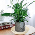 6 Pack Plant Saucer Water Drip Tray, 4 5 6 7 8 9 10 11 12 13 15 17 19 inch, Heavy Sturdy Plant Drainage Tray for Indoors Outdoor, Flower Saucers for Pots Base (4", Beige)