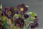 Perennial Farm Marketplace Helleborus x Winter Jewels 'Onyx Odyssey' (Lenten Rose) Perennial, 1 Quart, Near Black Flowers
