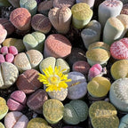 20 Multicolor Lithops Plants Live, Mix Lithops Succulents Plants Live, Rare Living Stones Indoor Outdoor Plant, Bare Root Without Pot and Soil