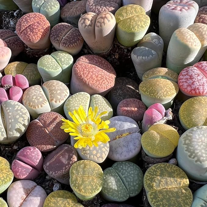 20 Multicolor Lithops Plants Live, Mix Lithops Succulents Plants Live, Rare Living Stones Indoor Outdoor Plant, Bare Root Without Pot and Soil