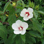 Chalily White Water Hibiscus, a Great Live Pond Plant for Your Water Garden. Filters The koi and Goldfish Pond. Good for Bogs, Plant Shelf or Shallow Water This marginal Aquatic is a Real Beauty
