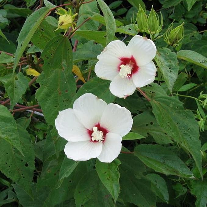 Chalily White Water Hibiscus, a Great Live Pond Plant for Your Water Garden. Filters The koi and Goldfish Pond. Good for Bogs, Plant Shelf or Shallow Water This marginal Aquatic is a Real Beauty