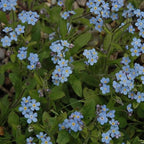 Chalily Forget-me-not, a Great Live Pond Plant for Your Water Garden. Filters koi and Goldfish Ponds. Good for Bogs, Plant Shelf or Shallow Water This marginal Aquatic is a Real Beauty