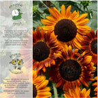 Seed Needs Earthwalker Sunflower Seeds for Planting Rustic Sunflowers - Heirloom & Open Pollinated Flower Seed to Plant an Outdoor Wildflower Butterfly Garden (1 Pack)