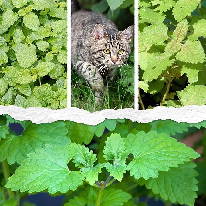 Seed Needs Catnip Seeds for Planting Nepeta cataria - Non-GMO Heirloom & Untreated Herb Seed to Plant & Grow an Outdoor Home Grown Garden (5 Packs)