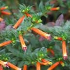 Fire Cracker Plant, a Great Live Pond Plant for Your Water Garden. Filters koi and Goldfish Ponds. Good for Bogs, Plant Shelf or Shallow Water This marginal Aquatic is a Real Beauty