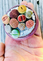 Limited Pack of 10 Various Live Exotic Lithops Plant Miniature Rare Living Stone Seedling Guarantee Colorful and Beautiful
