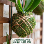 Better-GRO 19” Hanging Kokedama with Phalaenopsis Orchid – Indoor/Outdoor Planter- Pink