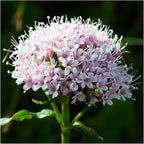 Seed Needs Valerian Seeds for Planting Stink Root Plants - Non-GMO Heirloom & Untreated Perennial Medicinal Herb Seed to Plant a Home Grown Outdoor Garden (2 Packs)