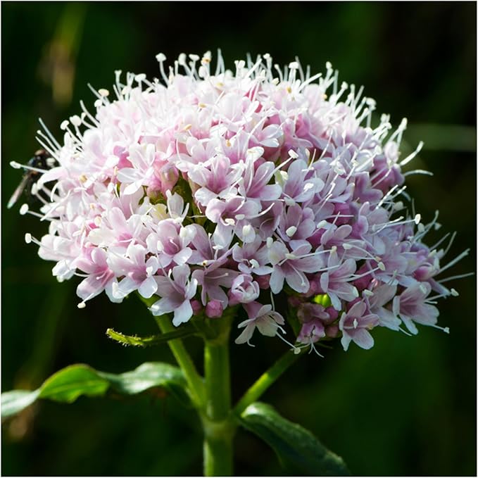 Seed Needs Valerian Seeds for Planting Stink Root Plants - Non-GMO Heirloom & Untreated Perennial Medicinal Herb Seed to Plant a Home Grown Outdoor Garden (1 Pack)