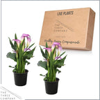 Live Flowering Calla Lily (2 Plants Per Pack) - Purple Bicolor, 3+ Blooms - Beautiful Spring Perennial - 12" Tall by 5" Wide in 1 Qt Pot
