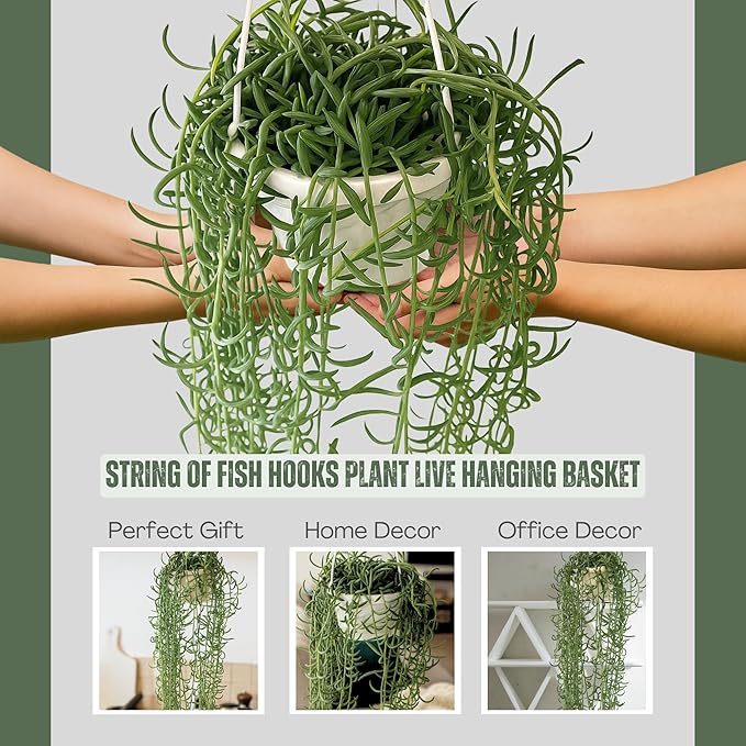 String of Fish Hooks Plant – Live 6” Hanging Basket Curio Radicans Succulent with Trailing Fishhook Leaves | Easy-Care Indoor/Outdoor Houseplant for Home, Garden or Patio Decor (Heat Pack Included)