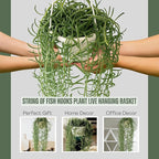 String of Fish Hooks Plant – Live 6” Hanging Basket Curio Radicans Succulent with Trailing Fishhook Leaves | Easy-Care Indoor/Outdoor Houseplant for Home, Garden or Patio Decor (Heat Pack Included)
