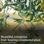 American Plant Exchange Arbequina Olive Tree – Live 5-Inch Pot, Fruit Bearing Tree, Cold Hardy Edible Variety for Containers, Patios, and Mediterranean-Inspired Gardens
