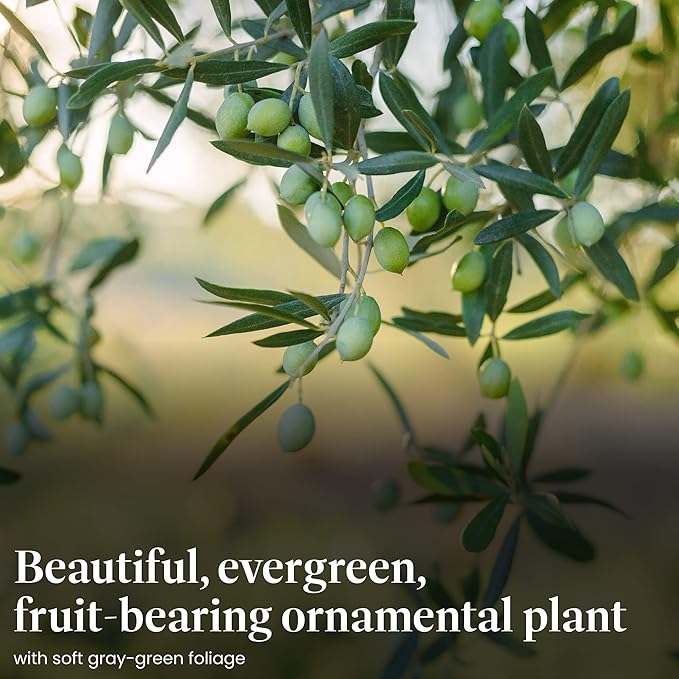 American Plant Exchange Arbequina Olive Tree – Live 6-Inch Pot, Fruit Bearing Tree, Cold Hardy Edible Variety for Containers, Patios, and Mediterranean-Inspired Gardens