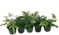 Exotic Fern Assortment - 5 Live Plants in 4 Inch Pots - Rare and Exotic Ferns from Florida - Growers Choice Based On Health, Beauty and Availability - Beautiful Clean Air Indoor Outdoor Ferns