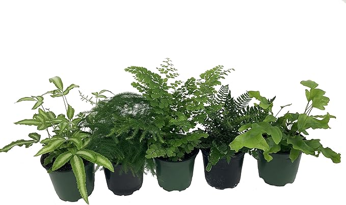 Exotic Fern Assortment - 5 Live Plants in 4 Inch Pots - Rare and Exotic Ferns from Florida - Growers Choice Based On Health, Beauty and Availability - Beautiful Clean Air Indoor Outdoor Ferns