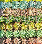 Live Succulent Plants (5 Pack Assortment), 2" Live Succulents Fully Rooted in Grower Pots, Succulent Plants Live, by The Succulent Cult