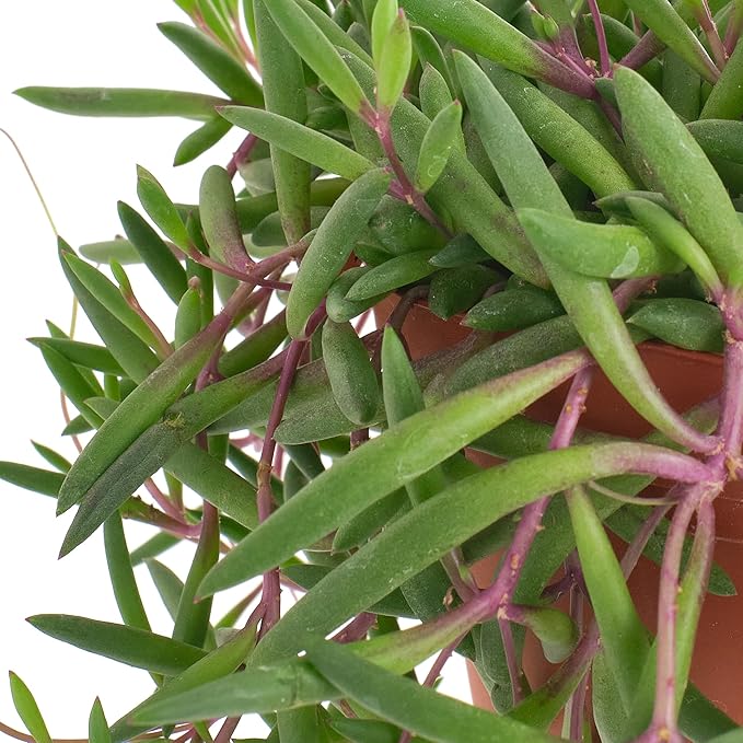 Shop Succulents Ruby Necklace Hanging Succulent, Othonna Capensis, Fully Rooted Live 6" Succulent Plant with Hanger, Low Maintenance Indoor Plant, Trailing Succulents, Gift & Garden