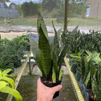 RedCrocus Zeylanica Snake Plant Sansevieria trifasciata 'Zeylanica' Indoor-Outdoor| Low Maintenance, Pet-Friendly, Variegated Foliage, Easy Care, Drought Tolerant, Air Purifier 10" Pot