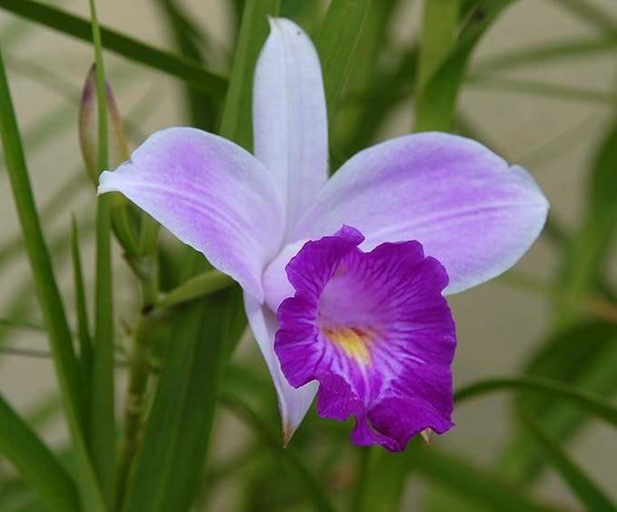 Hawaiian Bamboo Orchid Plant Root - Live Tropical Orchid, Easy Care Indoor Outdoor Flowering Plant with Fragrant Purple Blooms, Hawaii Grown Orchid