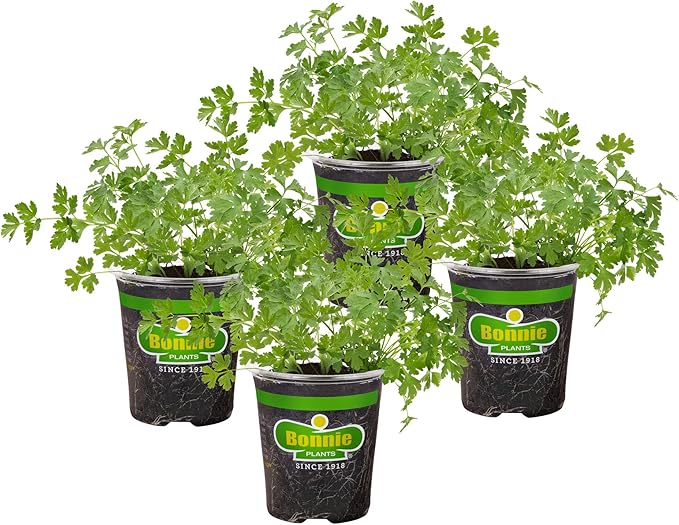 Bonnie Plants Flat Italian Parsley Live Herb Plants - 4 Pack, Biennial, Non-GMO, Garnish, Seasoning, Salads, Palate Cleanser