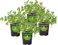 Bonnie Plants Flat Italian Parsley Live Herb Plants - 4 Pack, Biennial, Non-GMO, Garnish, Seasoning, Salads, Palate Cleanser