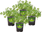 Bonnie Plants Flat Italian Parsley Live Herb Plants - 4 Pack, Biennial, Non-GMO, Garnish, Seasoning, Salads, Palate Cleanser