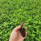 Blueberry Plant Pink Lemonade Live for Sale (4 Pack) | Easy to Grow Plants | Edible Fruit Plant for Sustainable Living | Grow Your own Food on Your Edible Organic Garden| Live for Planting| No Seeds