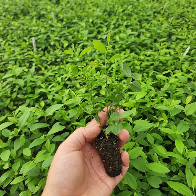 Blueberry Plant Pink Lemonade Live for Sale (4 Pack) | Easy to Grow Plants | Edible Fruit Plant for Sustainable Living | Grow Your own Food on Your Edible Organic Garden| Live for Planting| No Seeds