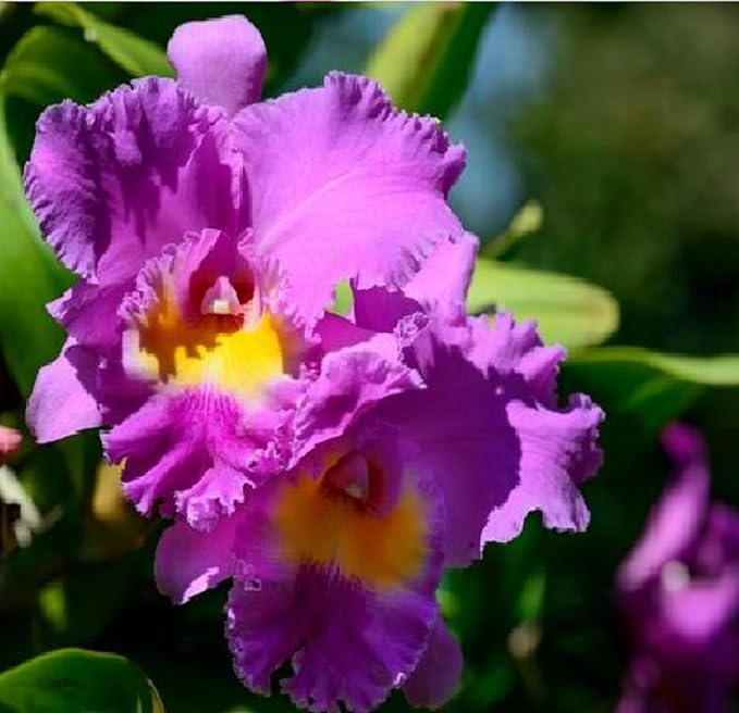 Hawaiian Cattleya Orchid Starter Plant - 6 - 10 Inches Tall, Planted in 2 Inch Pot - no Bloom - Discount HawaiianGIft