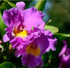 Hawaiian Cattleya Orchid Starter Plant - 6 - 10 Inches Tall, Planted in 2 Inch Pot - no Bloom - Discount HawaiianGIft