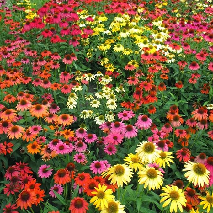 1000 Coneflower Seeds for Planting - Echinacea Seeds Perennial Bloom Flowers Rare Echinacea Flower Non-GMO Perennial Coneflower Garden Outdoor