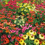 1000 Coneflower Seeds for Planting - Echinacea Seeds Perennial Bloom Flowers Rare Echinacea Flower Non-GMO Perennial Coneflower Garden Outdoor