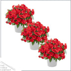 Live Flowering New Guinea Impatiens - Red (3 Plants Per Pack), Beautiful Shade Flowers, 12" Tall by 5" Wide in 1 Qt Pot