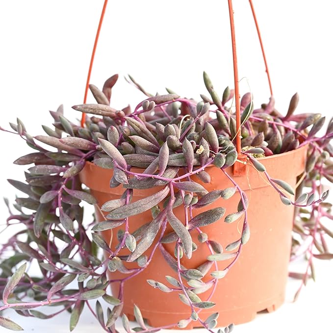 Live Hanging Succulent Plants – Vining Succulent Collection- Fully Rooted Large 6-Inch Hanging Succulent (String of Pearls) (Ruby's Necklace)