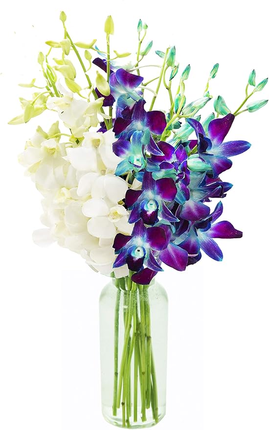 KaBloom Flowers - Starry Night in the Tropics Bouquet of Blue and White Orchids from Thailand with Vase - Gift for Birthday, Sympathy, Anniversary, Thank You, Valentine, Mother’s Day Fresh Flowers