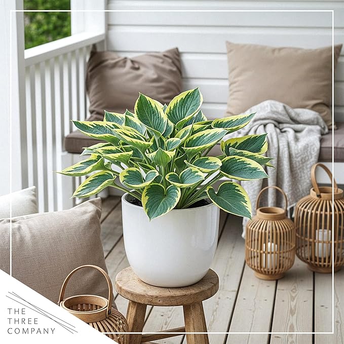 Live Perennial Hosta - First Frost (3 Plants Per Pack) Beautiful Accent Plant, 10" Tall by 4" Wide in 1 Qt Pot