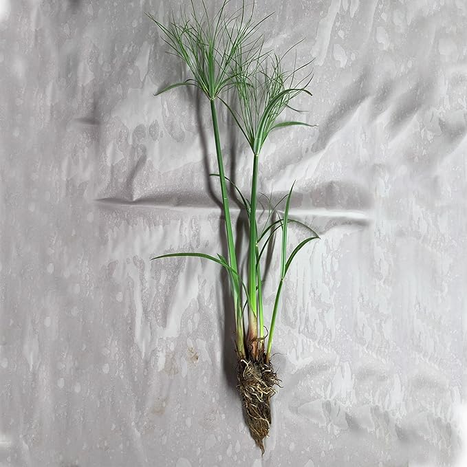 Chalily Dwarf Giant Papyrus, a Great Live Pond Plant for Your Water Garden. Filters koi and Goldfish Ponds. Good for Bogs, Plant Shelf or Shallow Water This marginal Aquatic is a Real Beauty