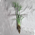 Chalily Dwarf Giant Papyrus, a Great Live Pond Plant for Your Water Garden. Filters koi and Goldfish Ponds. Good for Bogs, Plant Shelf or Shallow Water This marginal Aquatic is a Real Beauty