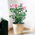 SYITCUN 8pack Peony Cages and Supports, 14 x 32 Inch Four Legs Peony Cage, Heavy-Duty Peonies Support Cages, Peony Ring for Roses, Hydrangeas, Sage, Peonies, Cucumbers, Tomato